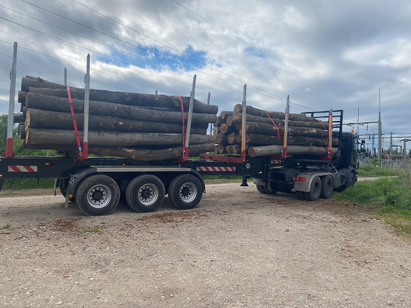 Holz wird von LKW abtransportiert